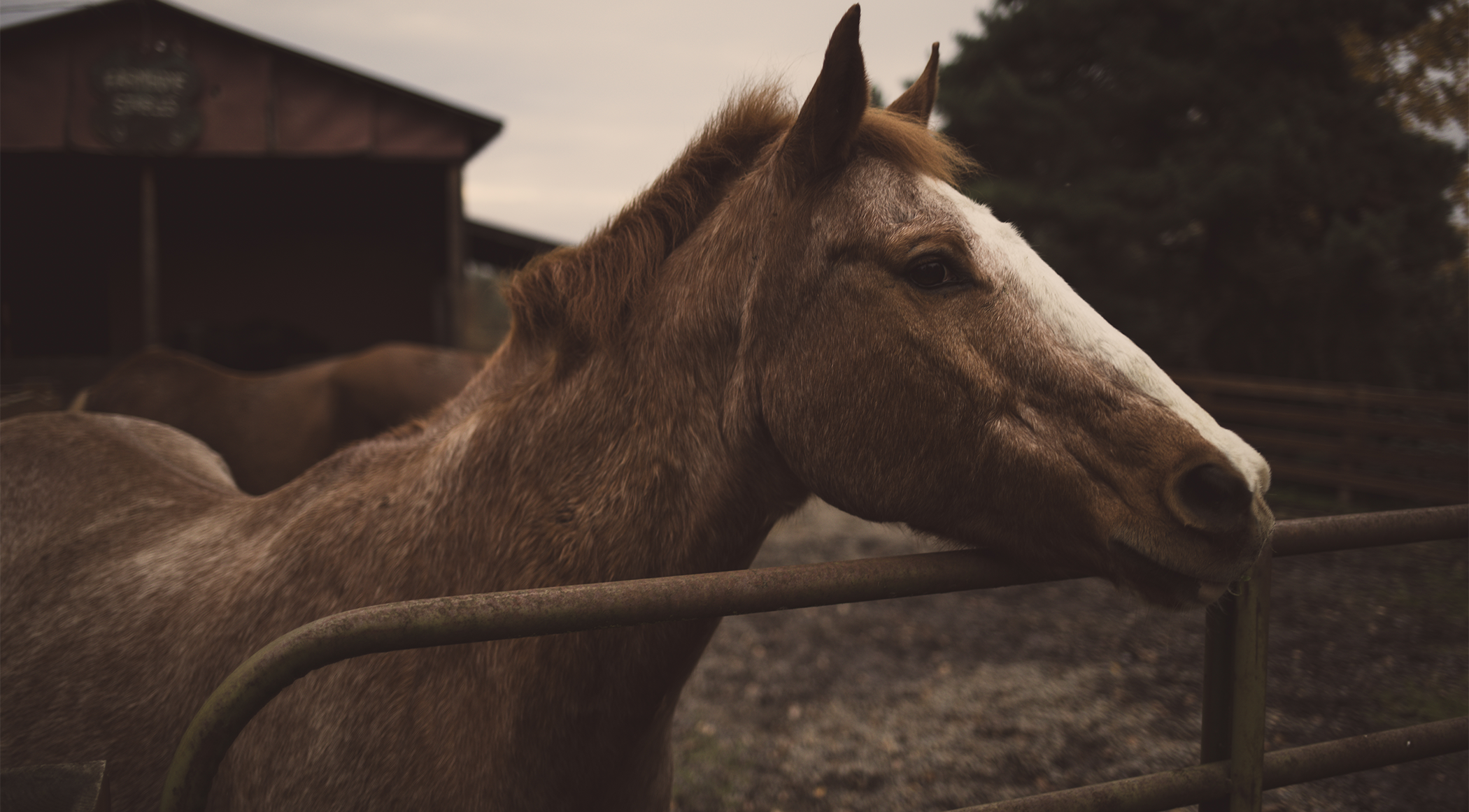 Photo of the Day: Equine Therapy [Photography]