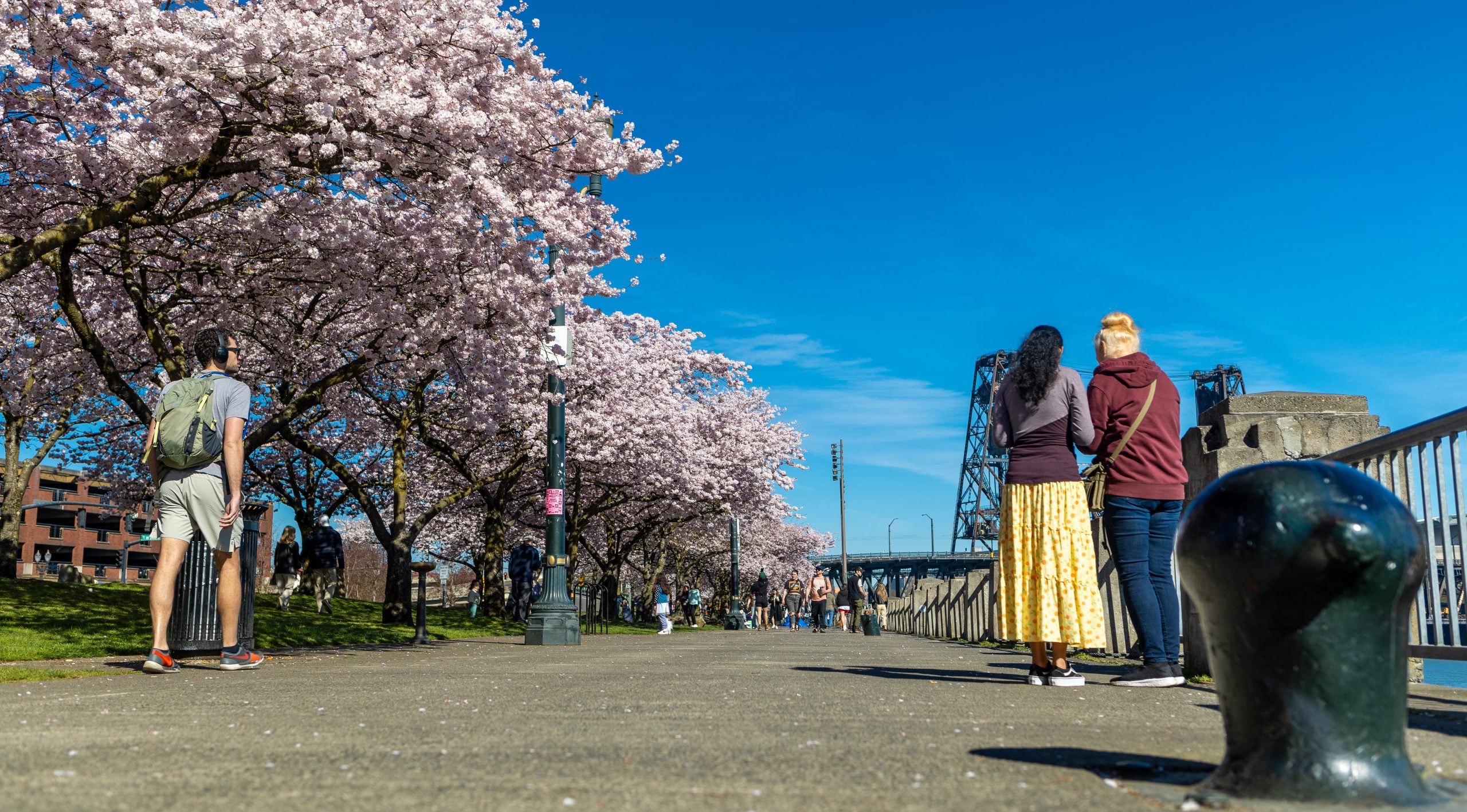 Shootaround // Cherry Blossoms – Waterfront Park – Portland, OR [Photography]