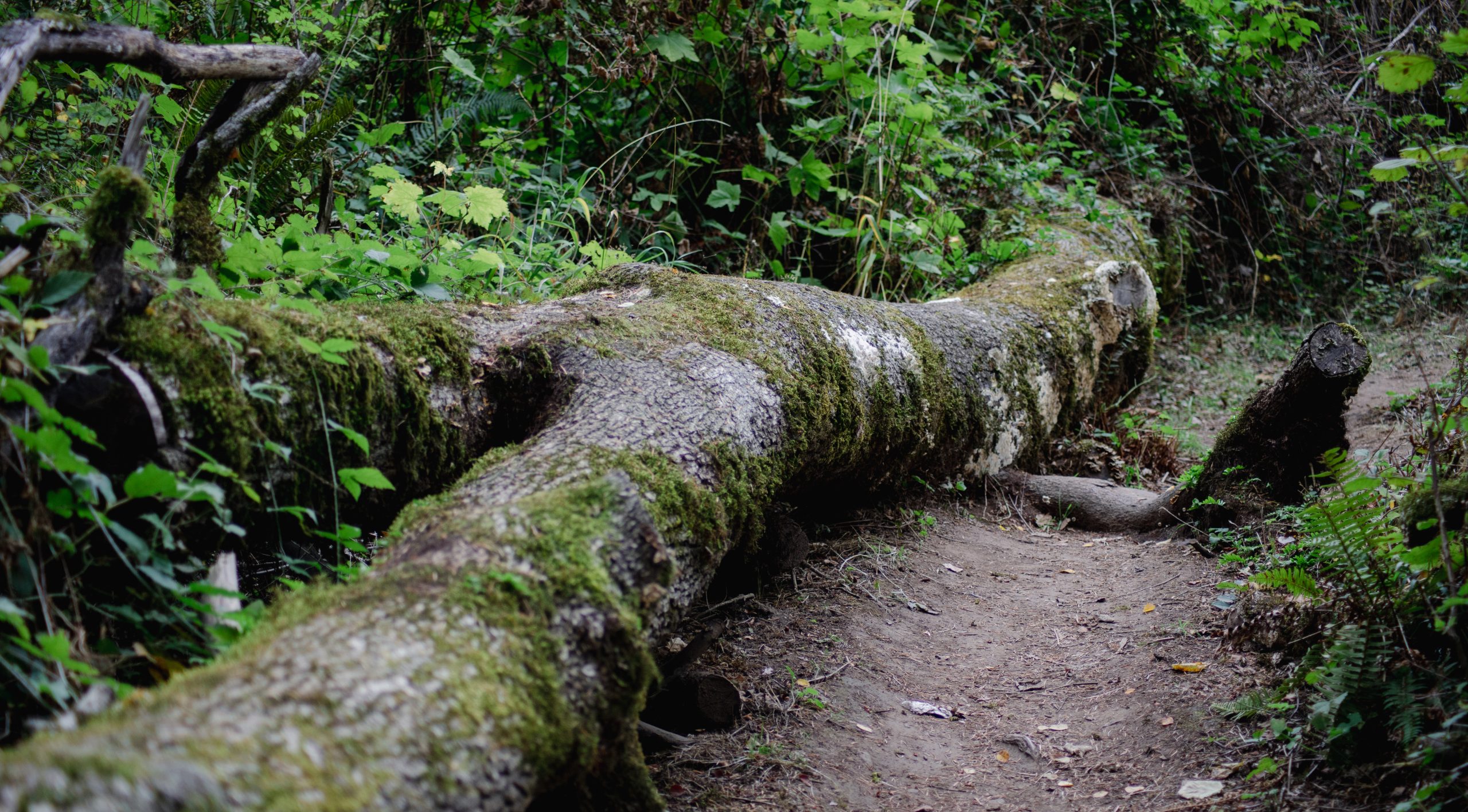 Mount Talbert Nature Park [Photography]