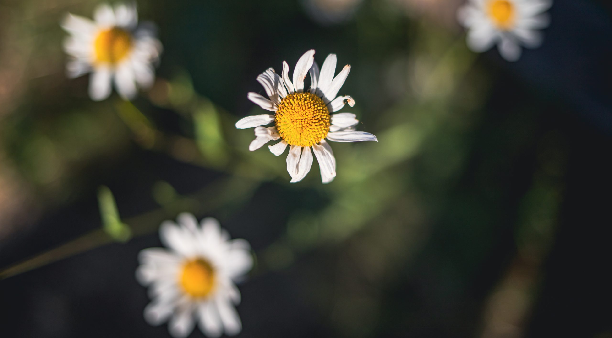 Scouters Mountain Nature Park [Photography]