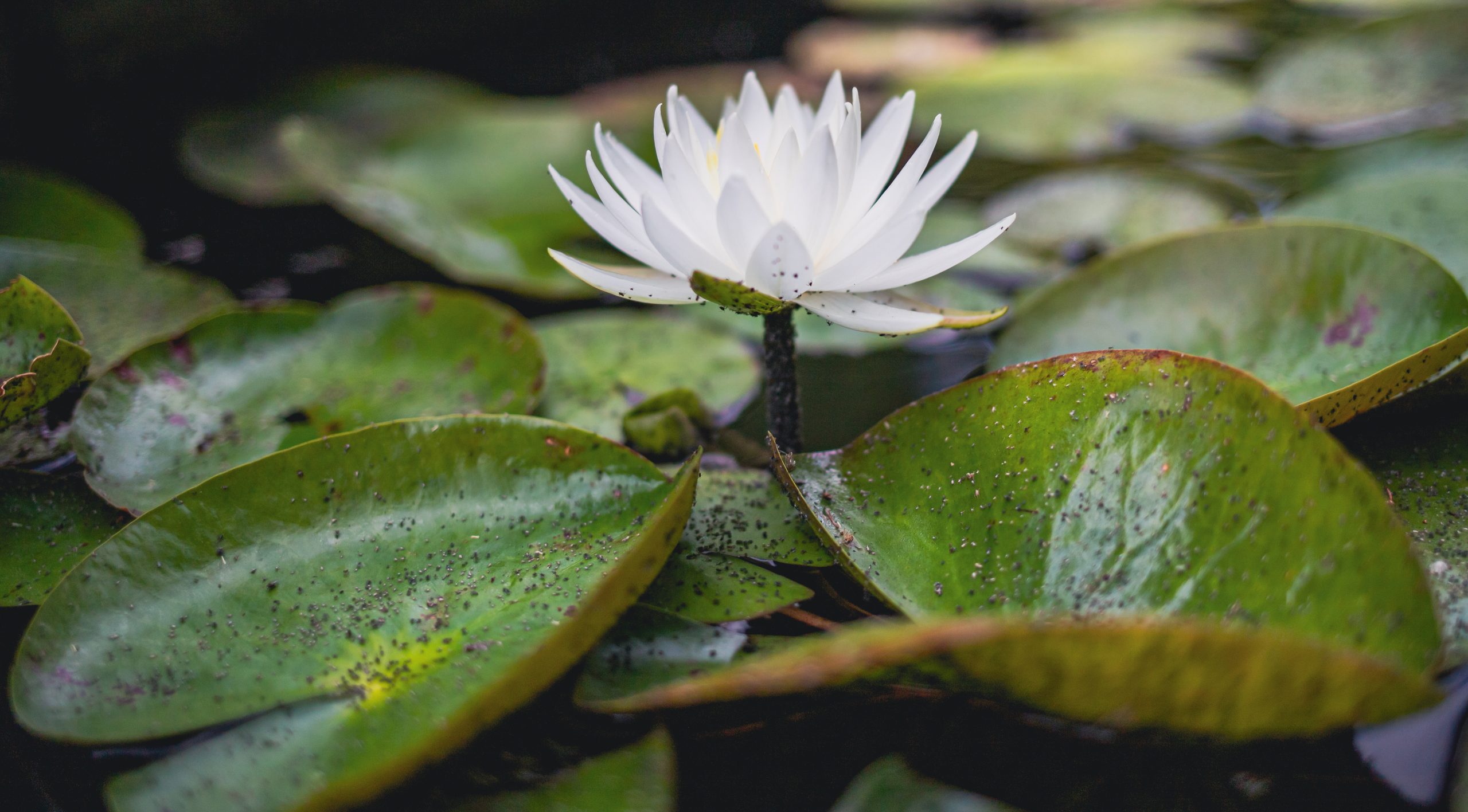 Shots By Sai Photo Reel [Photography]