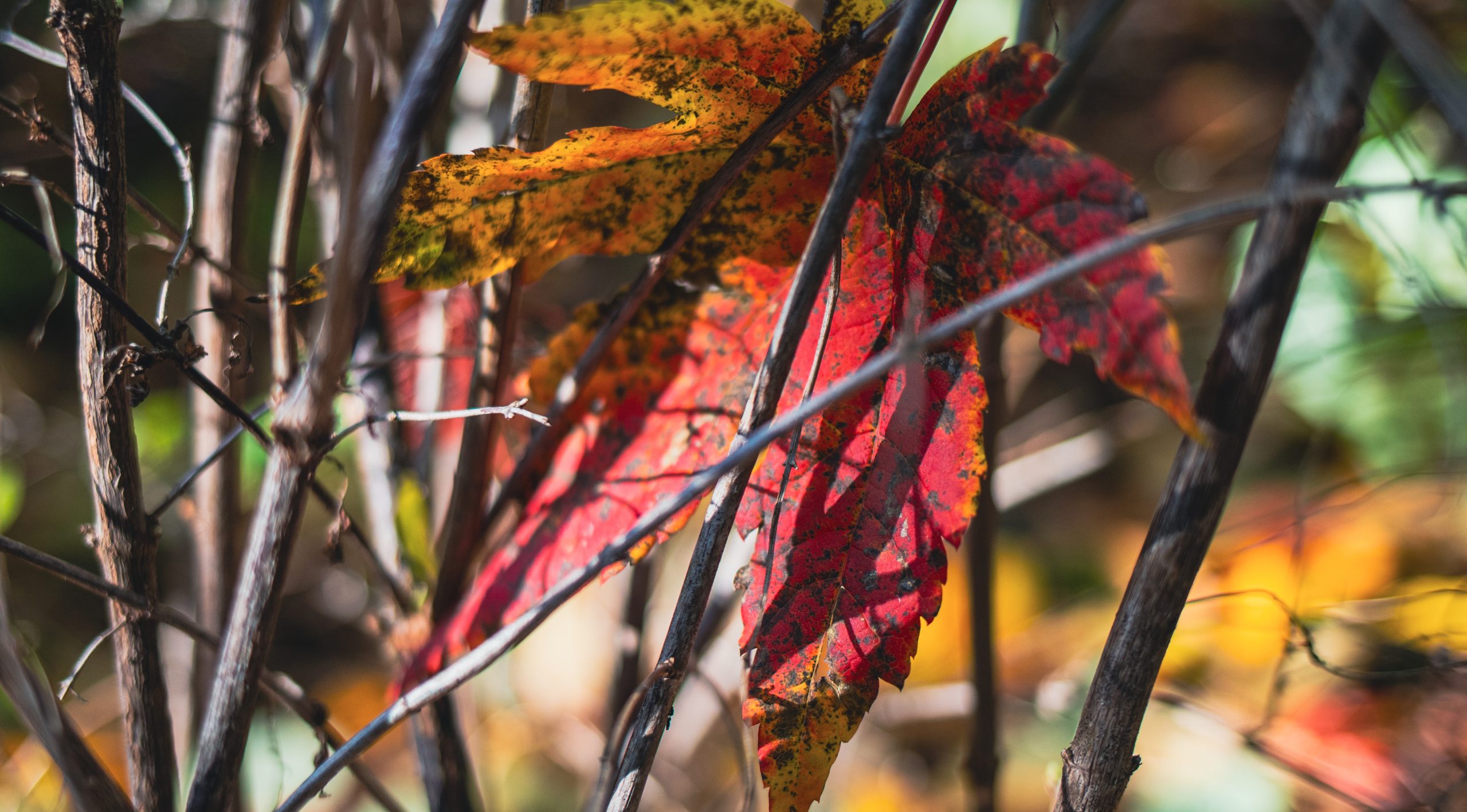 November in Oregon [Photography]