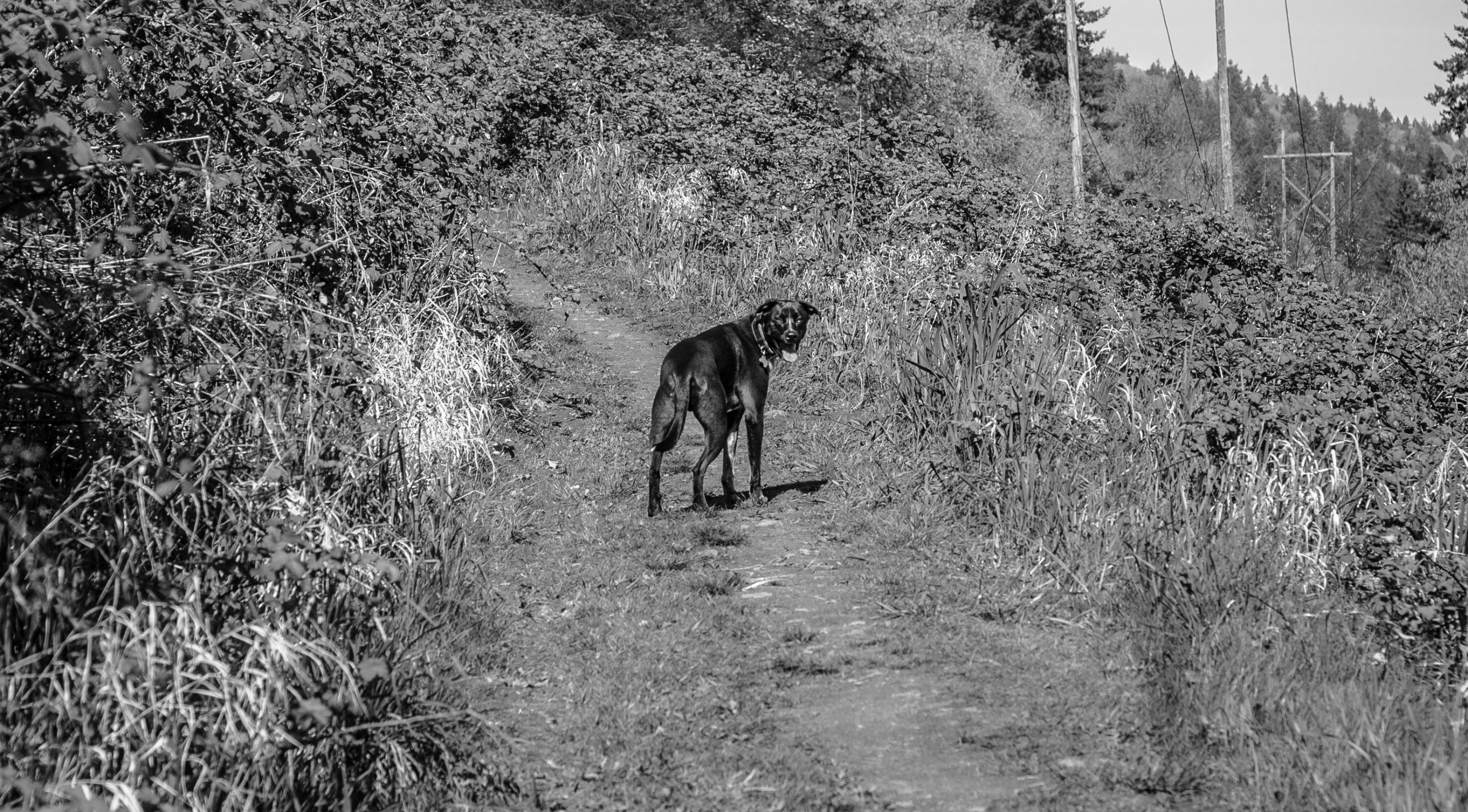 Photo of the Day: Ziggy [Photography]