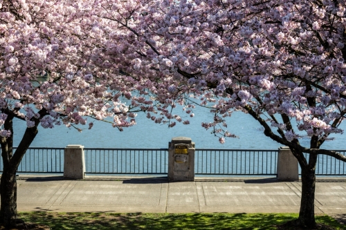 CherryBlossoms-20