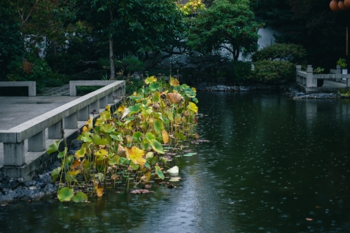 ChineseGarden-1-31