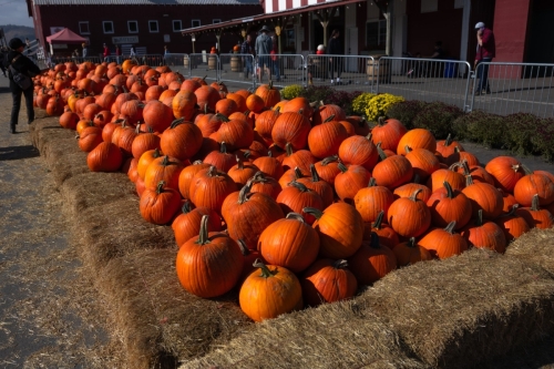 ThePumpkinPatch-1-11