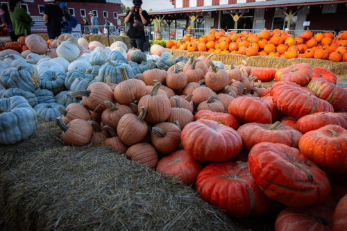 ThePumpkinPatch-1-12