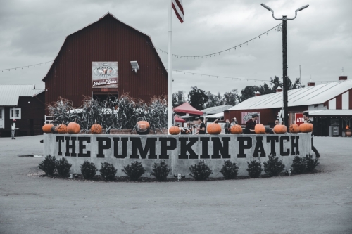 ThePumpkinPatch-1-31