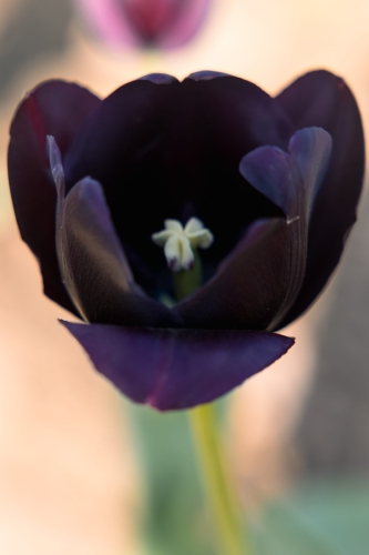 TulipFestival2025-0610