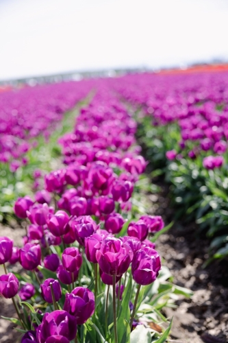 TulipFestival2025-0614-2