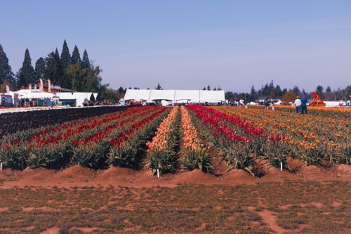 TulipFestival2025-0624