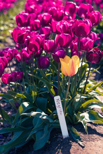 TulipFestival2025-0625