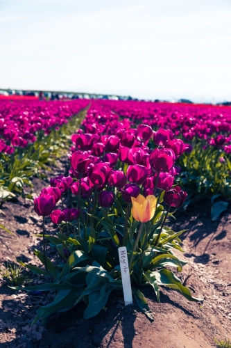 TulipFestival2025-0626