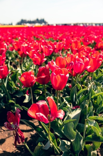 TulipFestival2025-0628