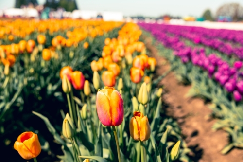 TulipFestival2025-0629