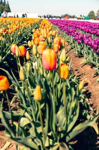 TulipFestival2025-0630