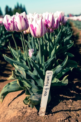 TulipFestival2025-0631