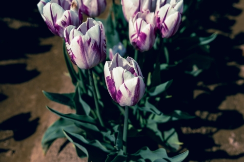 TulipFestival2025-0632