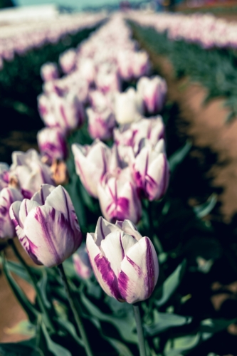 TulipFestival2025-0633