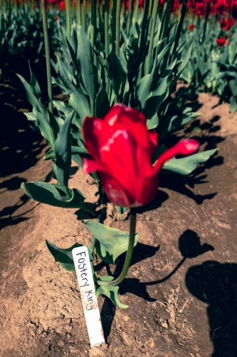 TulipFestival2025-0638