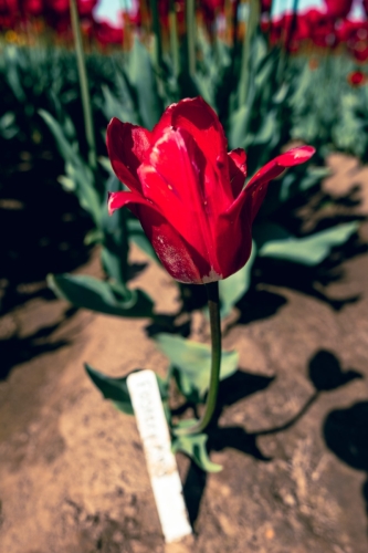 TulipFestival2025-0639