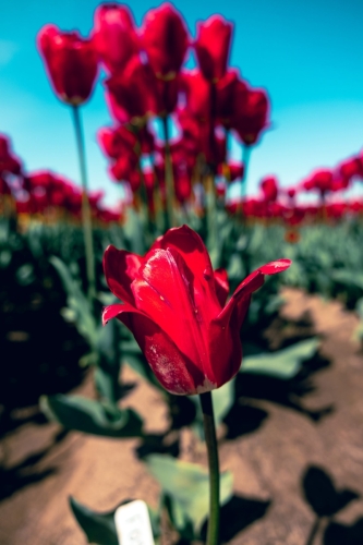 TulipFestival2025-0641