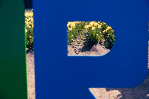 TulipFestival2025-0650