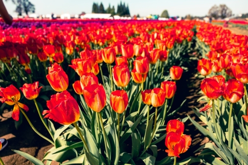 TulipFestival2025-0652