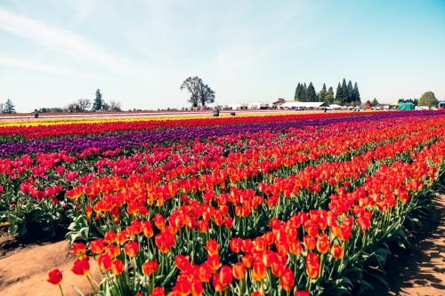 TulipFestival2025-0653