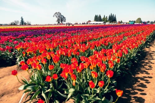 TulipFestival2025-0654