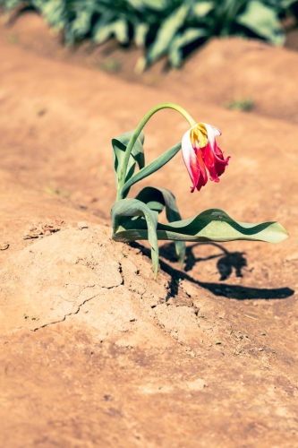 TulipFestival2025-0656