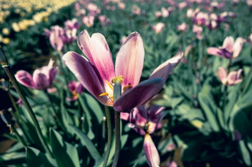 TulipFestival2025-0663