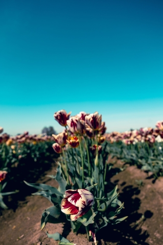 TulipFestival2025-0669