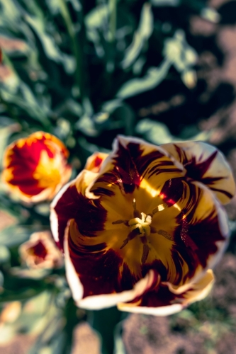 TulipFestival2025-0674-2