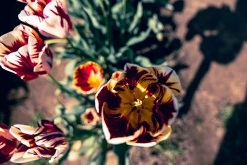 TulipFestival2025-0674