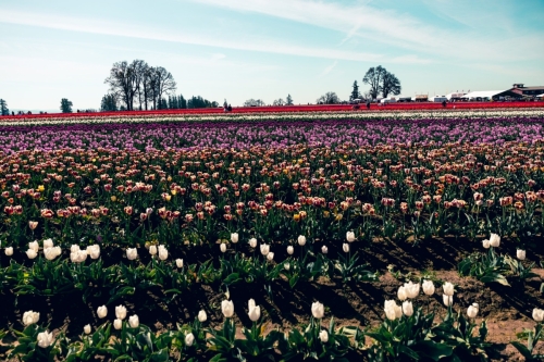 TulipFestival2025-0687