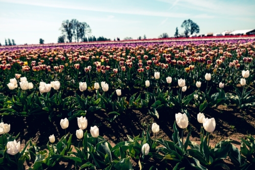 TulipFestival2025-0689