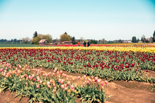 TulipFestival2025-0716