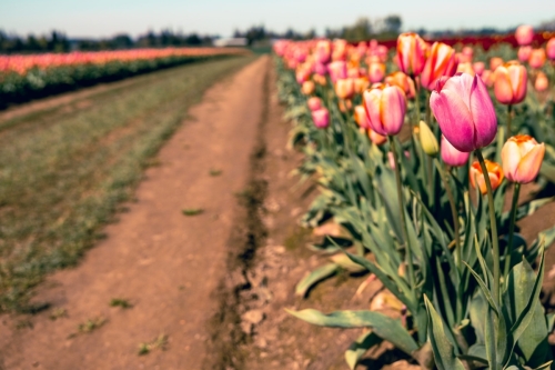 TulipFestival2025-0718