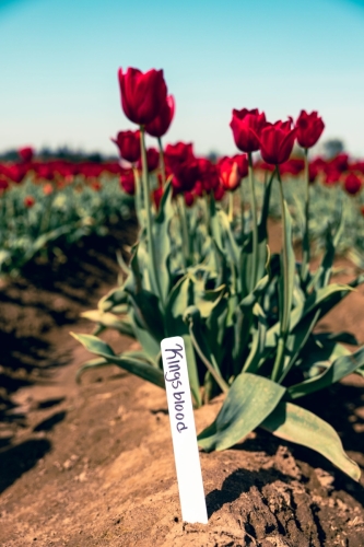 TulipFestival2025-0723