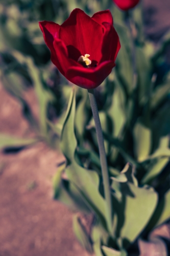 TulipFestival2025-0725