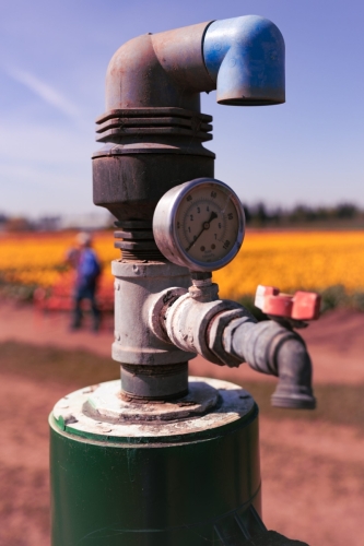 TulipFestival2025-0743