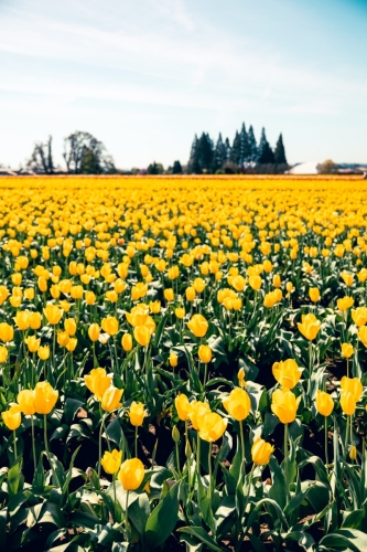 TulipFestival2025-0754