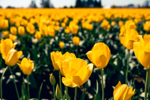 TulipFestival2025-0756