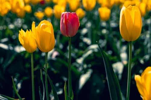 TulipFestival2025-0758