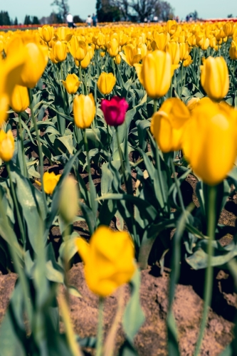 TulipFestival2025-0760