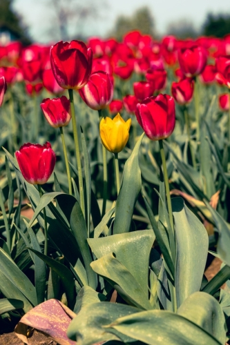 TulipFestival2025-0765