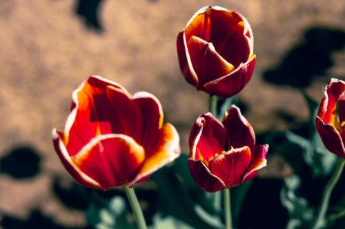 TulipFestival2025-0770