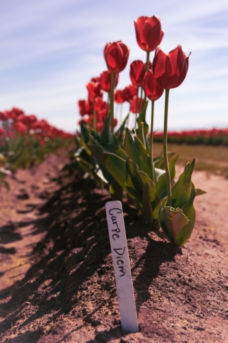 TulipFestival2025-0773