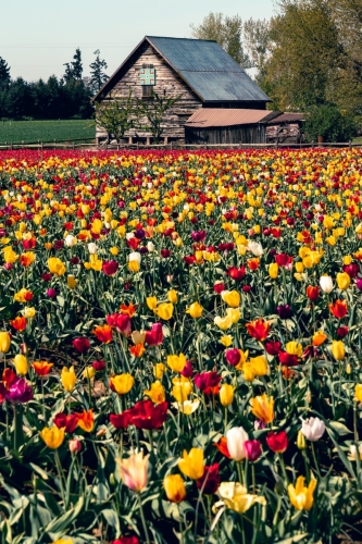 TulipFestival2025-0781